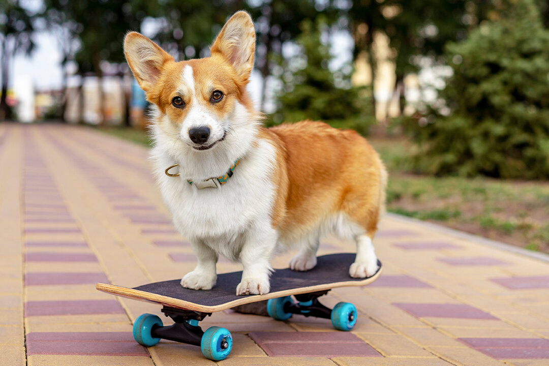 Ein Corgi auf einem Skateboard im Park