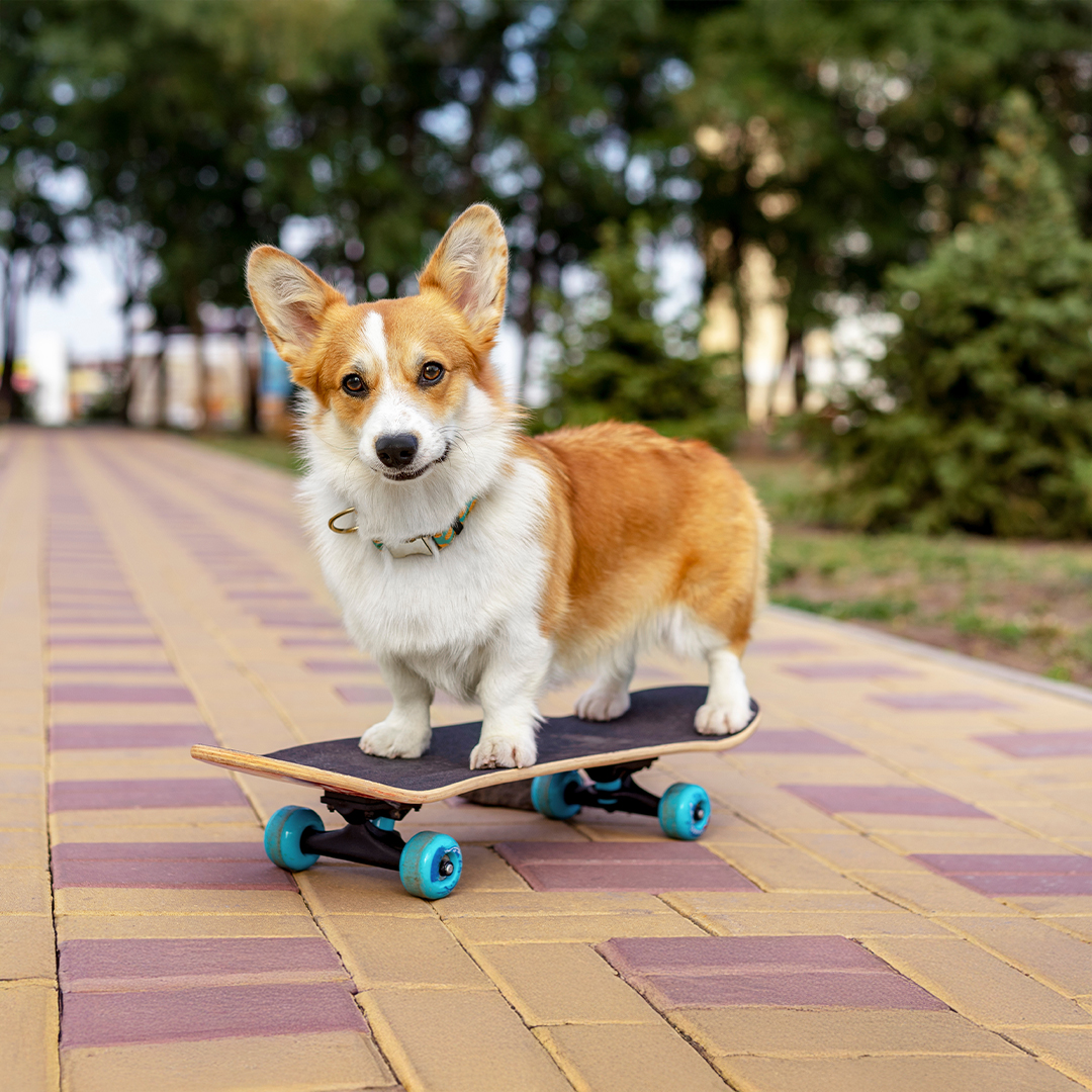 Ein Corgi auf einem Skateboard im Park DGK_Artikel-07_Algorithms.jpg